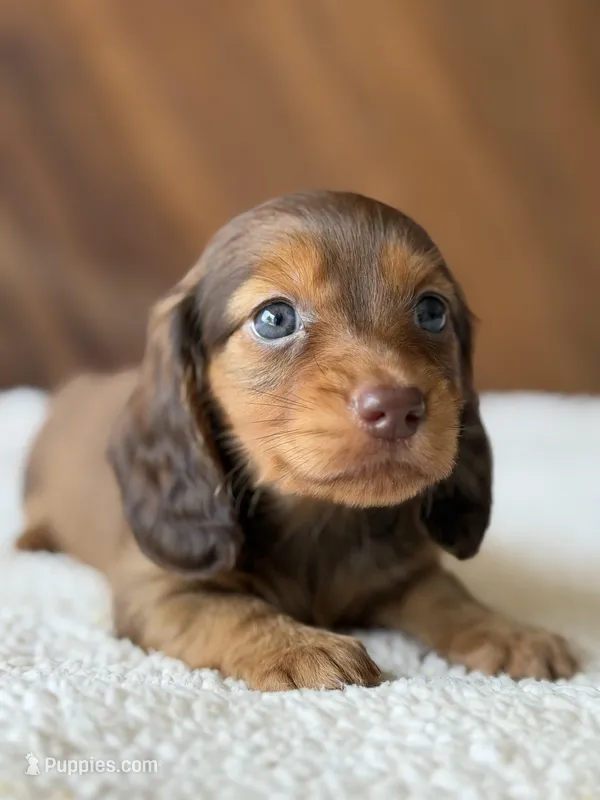 Edmund – Dachshund puppy for sale in Pflugerville, TX