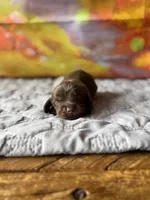 Stetson, a male Dachshund for sale in Pflugerville, TX – 1 of 1