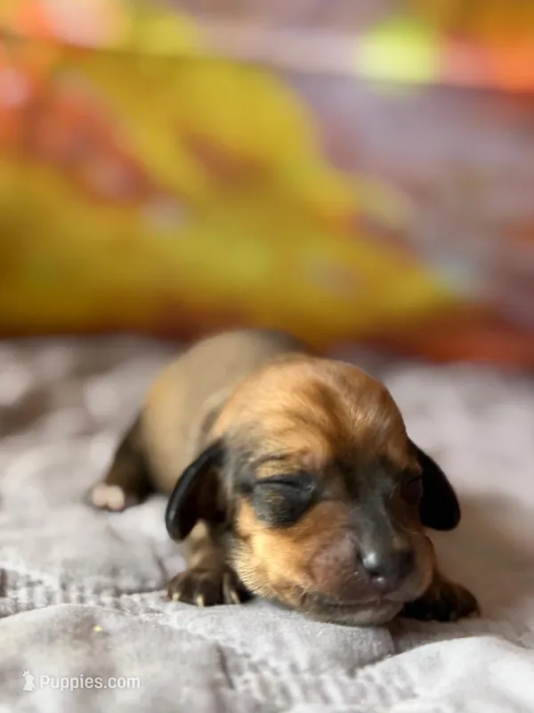 Caroline – Dachshund puppy for sale in Pflugerville, TX