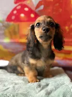 rhea, a female Dachshund for sale in Pflugerville, TX – 1 of 1