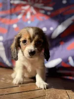 Birdie, a female Dachshund for sale in Pflugerville, TX – 1 of 1