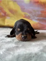 Tessa, a female Dachshund for sale in Pflugerville, TX – 1 of 1