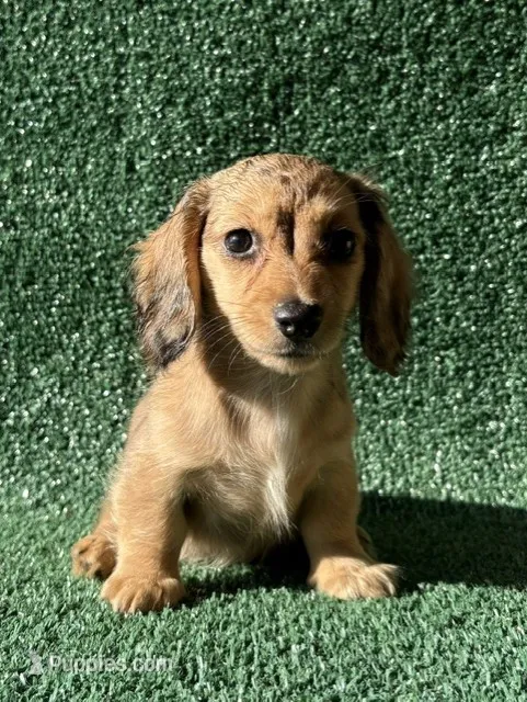 Astra – Dachshund puppy for sale in Pflugerville, TX