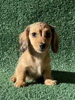 Astra, a female Dachshund for sale in Pflugerville, TX – 1 of 1
