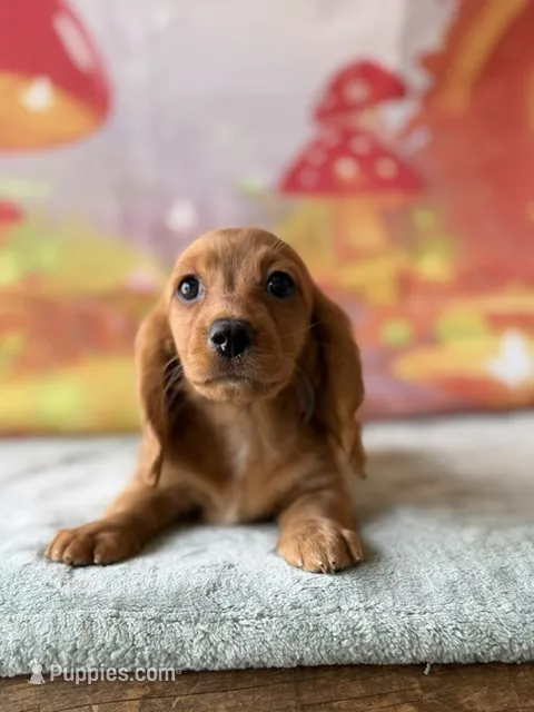 Delaney – Dachshund puppy for sale in Pflugerville, TX