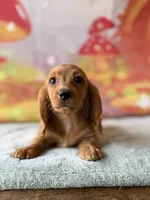 Delaney, a female Dachshund for sale in Pflugerville, TX – 1 of 1
