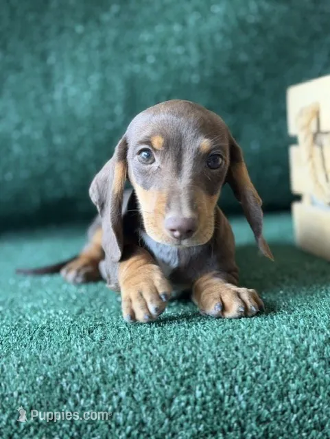walker – Dachshund puppy for sale in Pflugerville, TX