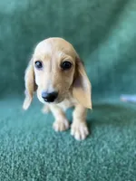 Styx, a male Dachshund for sale in Pflugerville, TX – 1 of 1