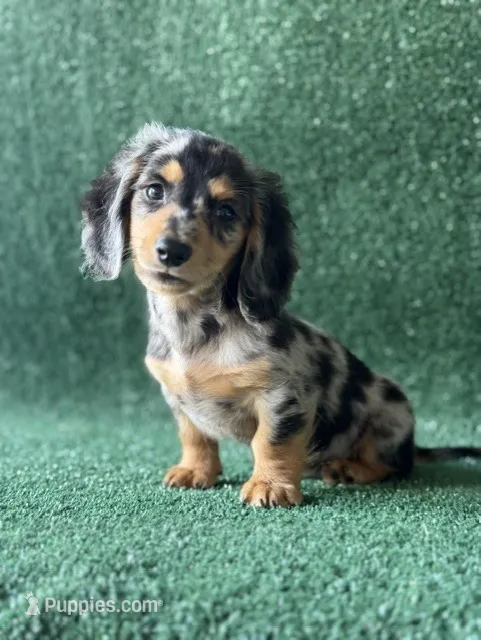storm – Dachshund puppy for sale in Pflugerville, TX