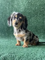 storm, a male Dachshund for sale in Pflugerville, TX – 1 of 1