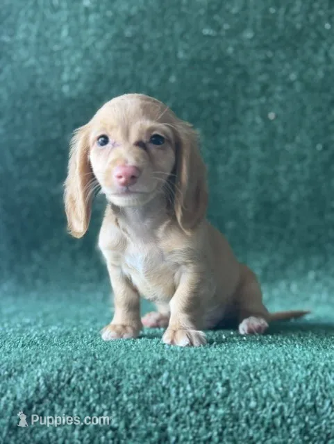 Redford – Dachshund puppy for sale in Pflugerville, TX