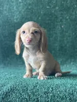 Redford, a male Dachshund for sale in Pflugerville, TX – 1 of 1