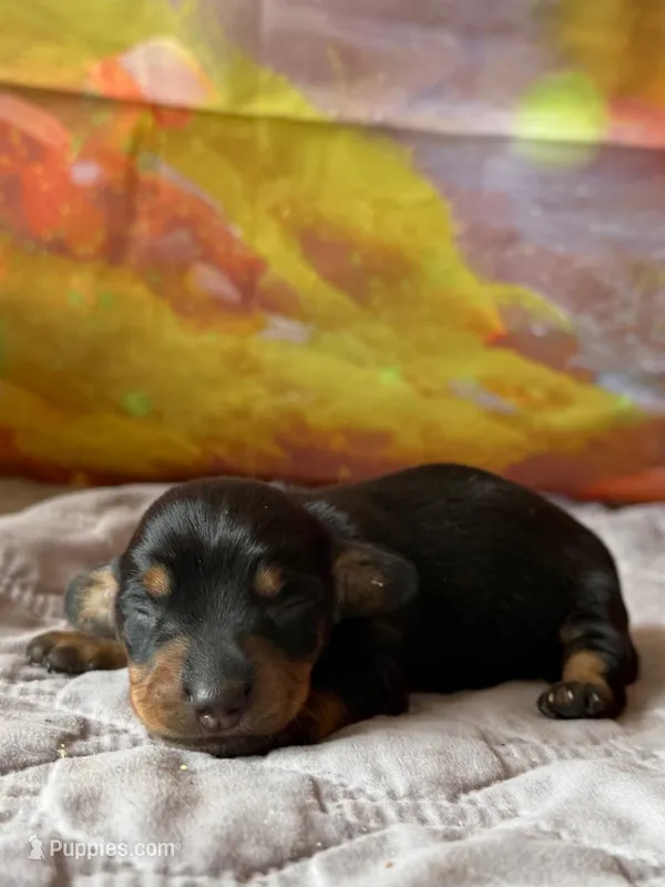 Monty – Dachshund puppy for sale in Pflugerville, TX