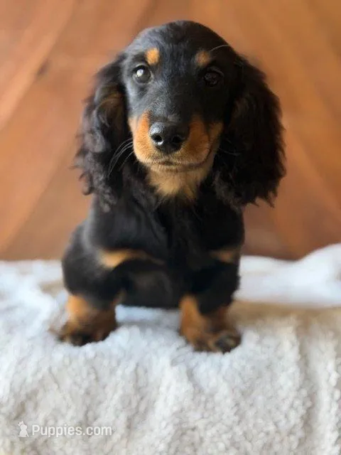 Norman – Dachshund puppy for sale in Pflugerville, TX