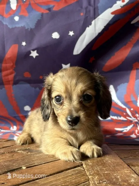 Astra – Dachshund puppy for sale in Pflugerville, TX