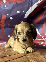 Astra, a female Dachshund for sale in Pflugerville, TX – 1 of 1