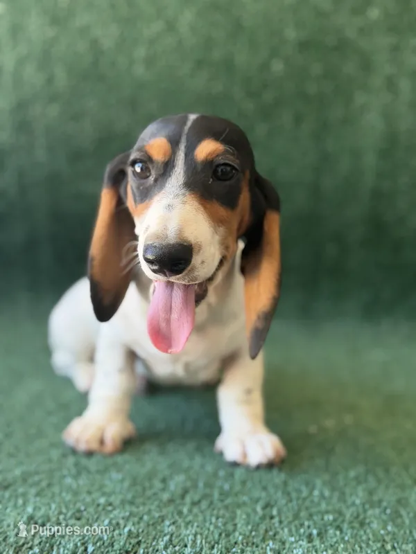 Bronco – Dachshund puppy for sale in Pflugerville, TX
