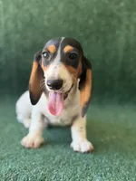 Bronco, a male Dachshund for sale in Pflugerville, TX – 1 of 1