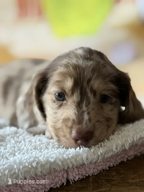 mimic – Dachshund puppy for sale in Pflugerville, TX