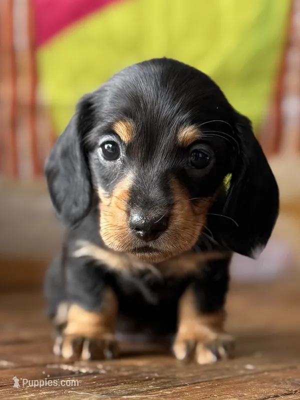 rio – Dachshund puppy for sale in Pflugerville, TX