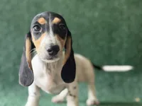 McCoy, a male Miniature Dachshund for sale in Pflugerville, TX – 1 of 1