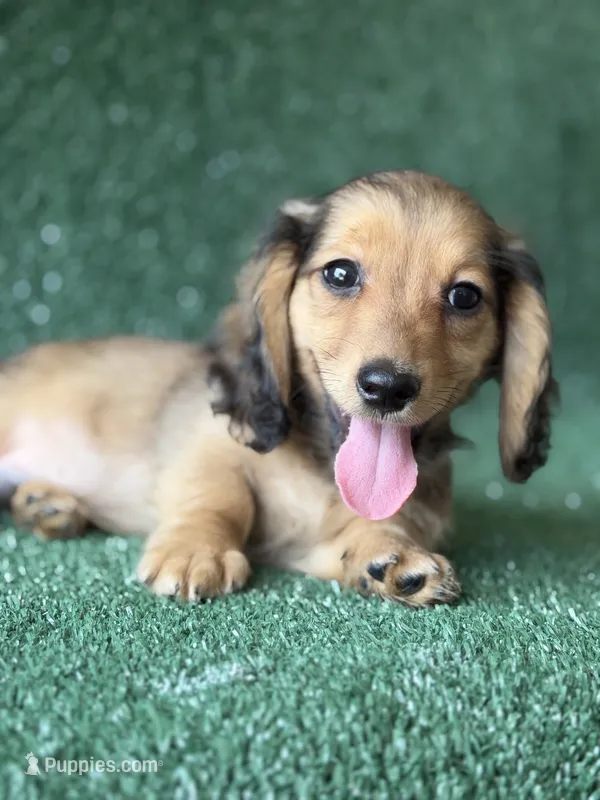 Cardamom – Dachshund puppy for sale in Pflugerville, TX