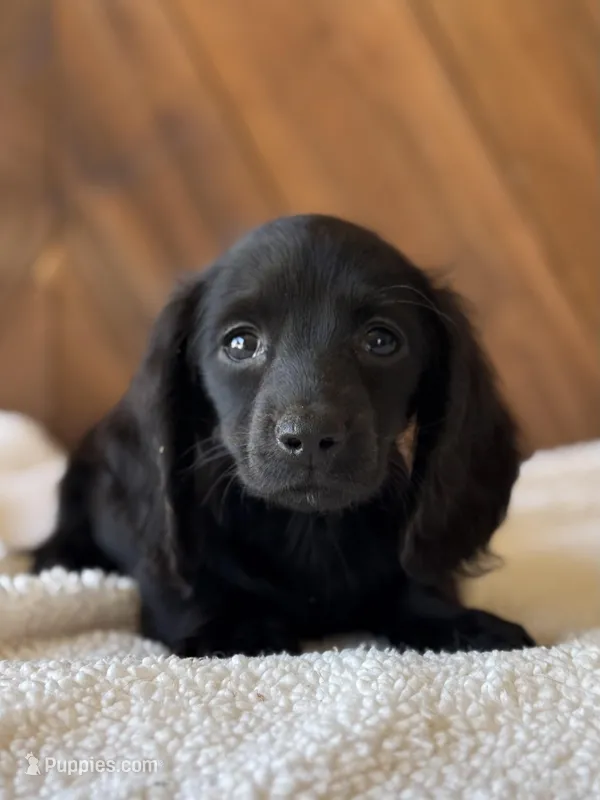 Liora – Dachshund puppy for sale in Pflugerville, TX