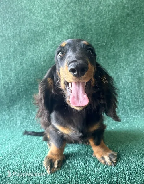 Simon – Miniature Dachshund puppy for sale in Pflugerville, TX