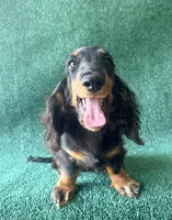 Simon, a male Miniature Dachshund for sale in Pflugerville, TX – 1 of 1