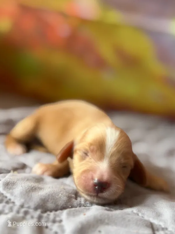 Buzzy – Dachshund puppy for sale in Pflugerville, TX