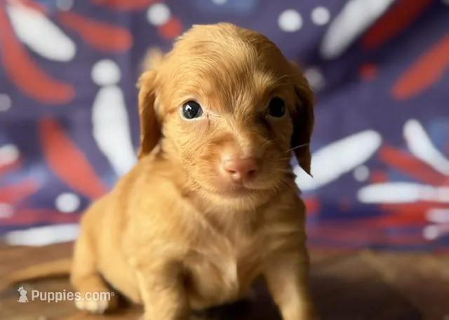 Ramona – Dachshund puppy for sale in Pflugerville, TX