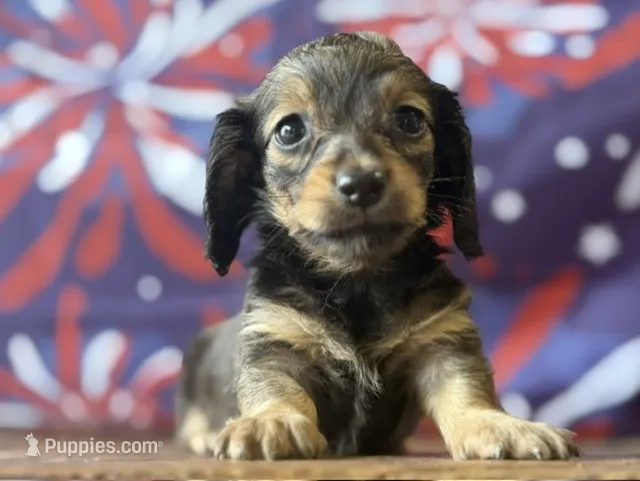 Cassia – Dachshund puppy for sale in Pflugerville, TX