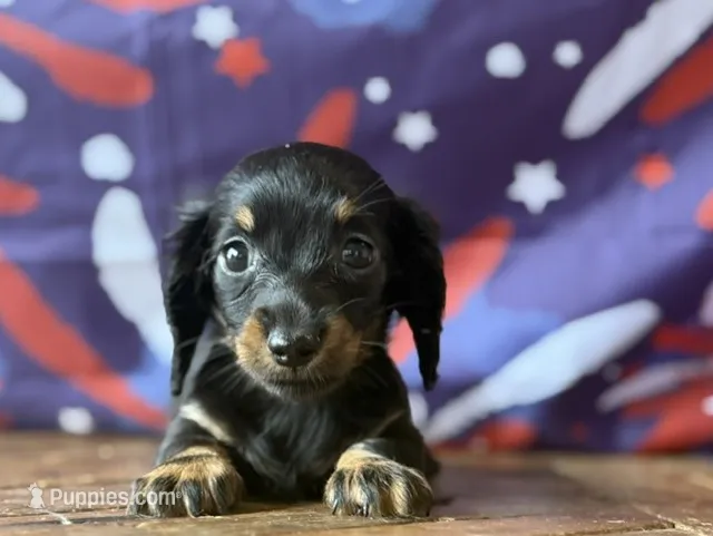 Sorrel – Dachshund puppy for sale in Pflugerville, TX
