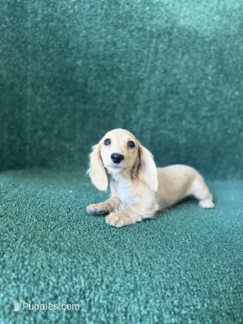 Cali – Dachshund puppy for sale in Pflugerville, TX
