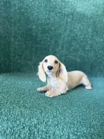 Cali, a female Dachshund for sale in Pflugerville, TX – 1 of 1