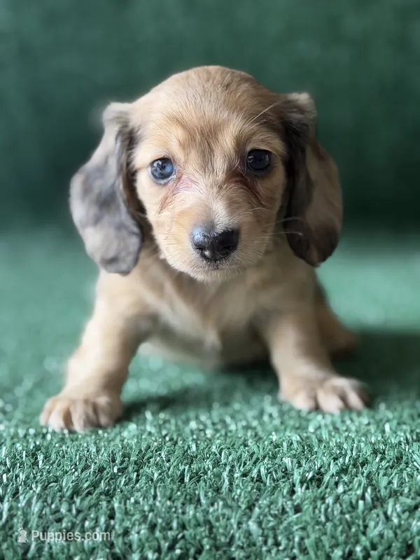 Carolina – Dachshund puppy for sale in Pflugerville, TX