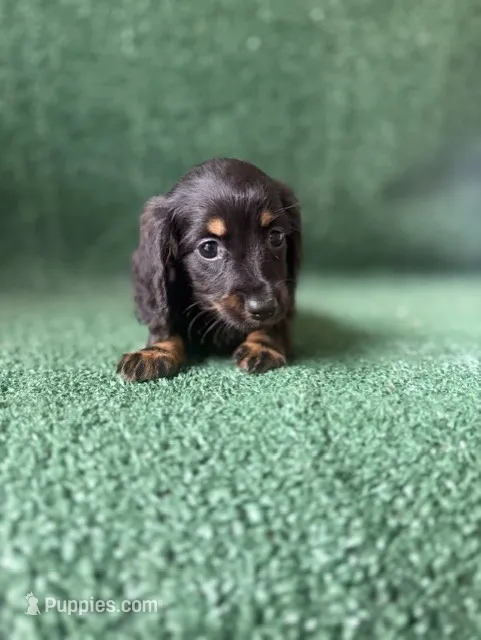Nevada – Dachshund puppy for sale in Pflugerville, TX