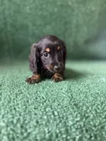 Nevada, a female Dachshund for sale in Pflugerville, TX – 1 of 1