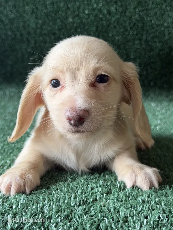 texas – Dachshund puppy for sale in Pflugerville, TX