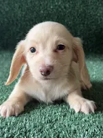 texas, a male Dachshund for sale in Pflugerville, TX – 1 of 1