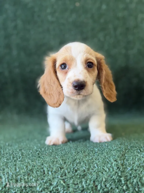 Owen – Dachshund puppy for sale in Pflugerville, TX