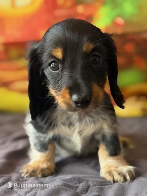 Zuri – Dachshund puppy for sale in Pflugerville, TX