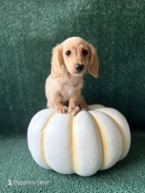 Coral – Dachshund puppy for sale in Pflugerville, TX