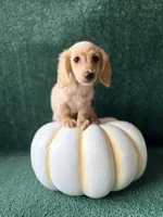 Coral, a female Dachshund for sale in Pflugerville, TX – 1 of 1