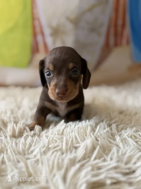 Walker – Dachshund puppy for sale in Pflugerville, TX