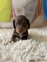 Walker, a male Dachshund for sale in Pflugerville, TX – 1 of 1