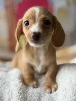Maggie, a female Dachshund for sale in Pflugerville, TX – 1 of 1