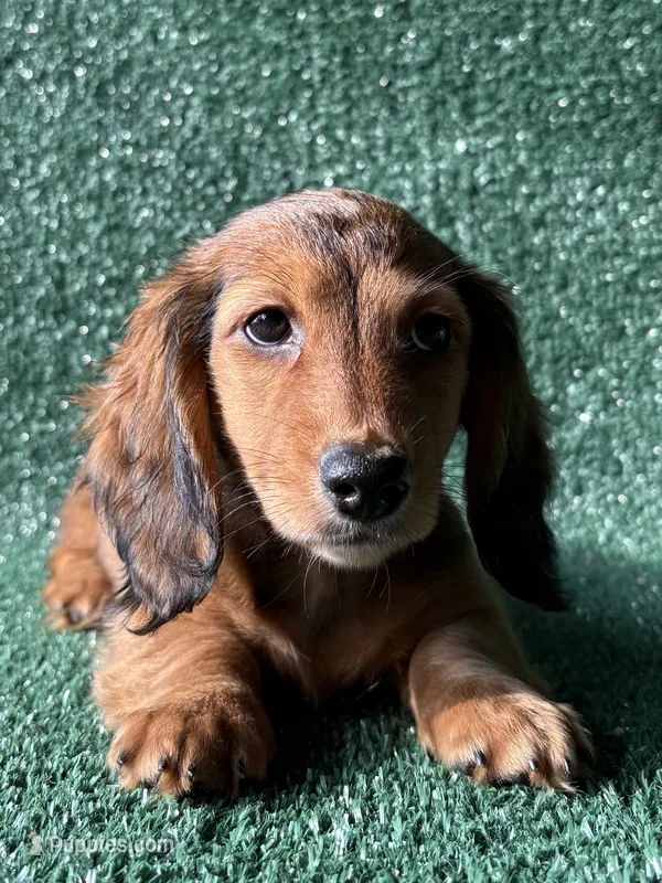 Blossom  – Dachshund puppy for sale in Pflugerville, TX