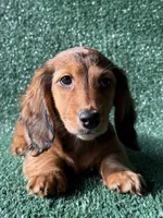 Blossom , a female Dachshund for sale in Pflugerville, TX – 1 of 1