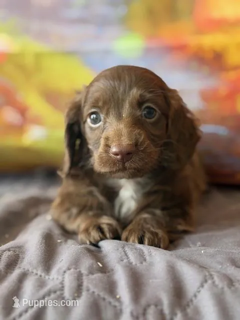 Vivienne – Dachshund puppy for sale in Pflugerville, TX